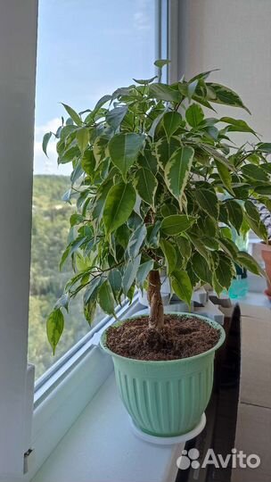 Фикус бенджамина плетеный