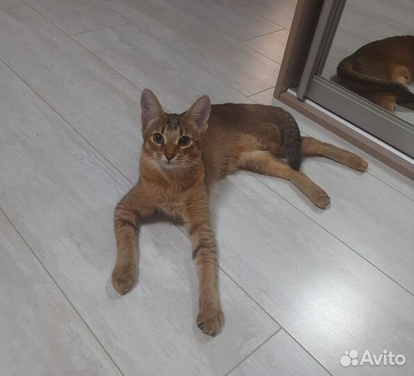 Абиссинская кошка