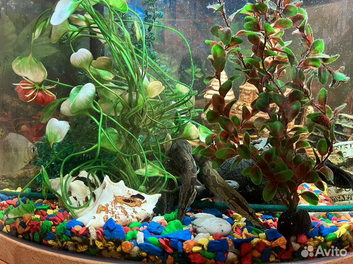 Аквариум панорамный jebo на 169 литров