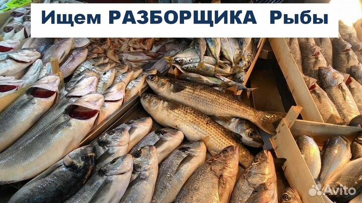 Разборщик рыбы