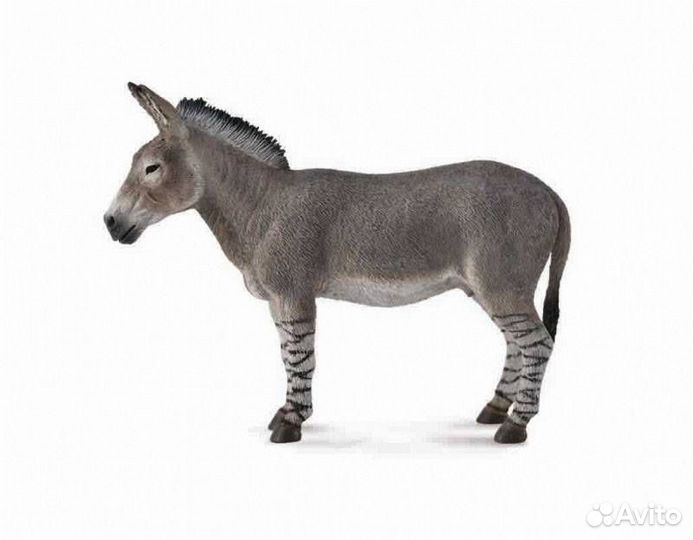 Дикий африканский осел L 88664b