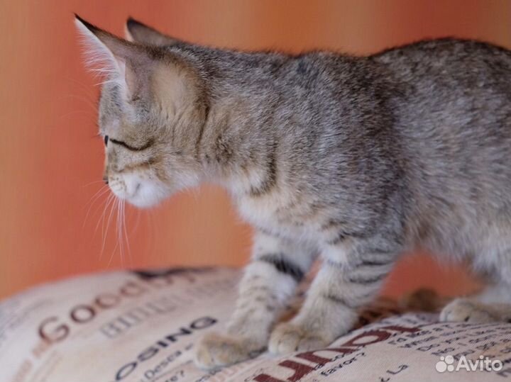 Котёнок мальчик