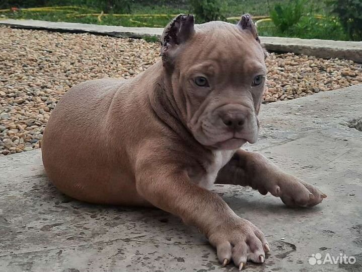 Американский булли щенки мерль