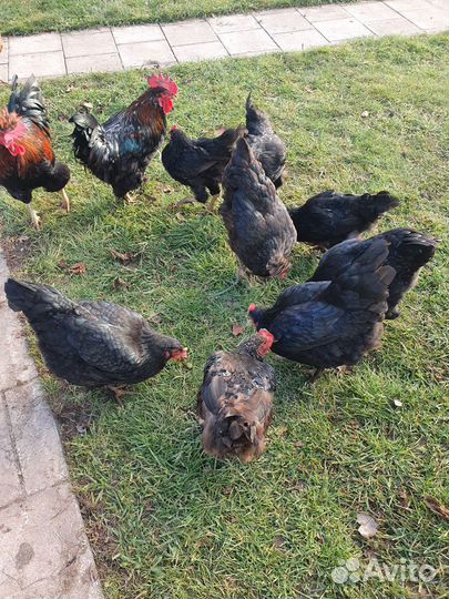 Куры доминант