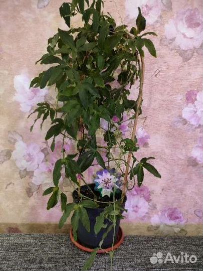 Пассифлора