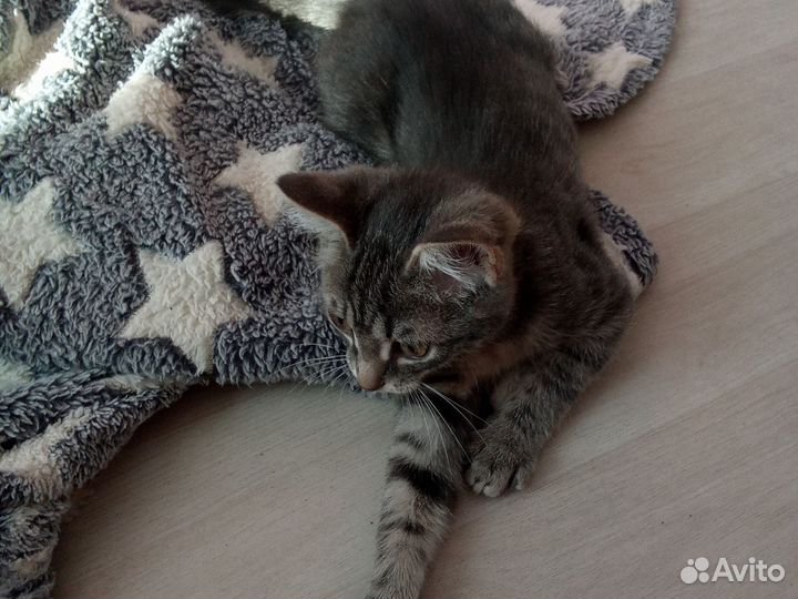 Котёнок