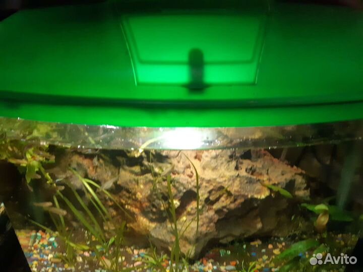 Аквариум с рыбками