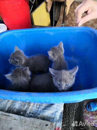 Русская голубая