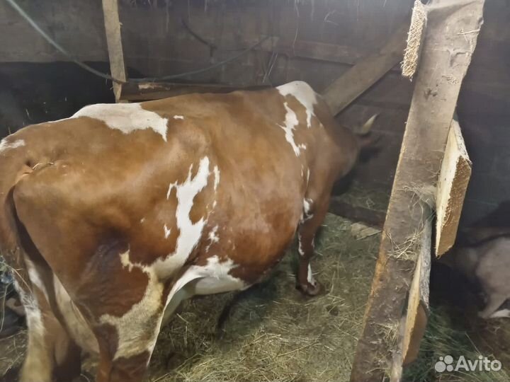 Корова дойная, крытая 10 марта, айширская 100%