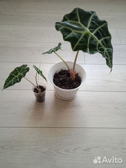 Алоказия Полли, хавортия, крассула перфората