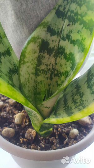 Сансевиерия лауренти