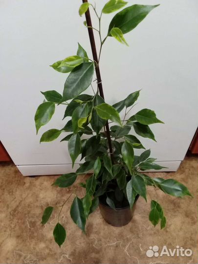Комнатные растения и цветы. Фикус. Коса