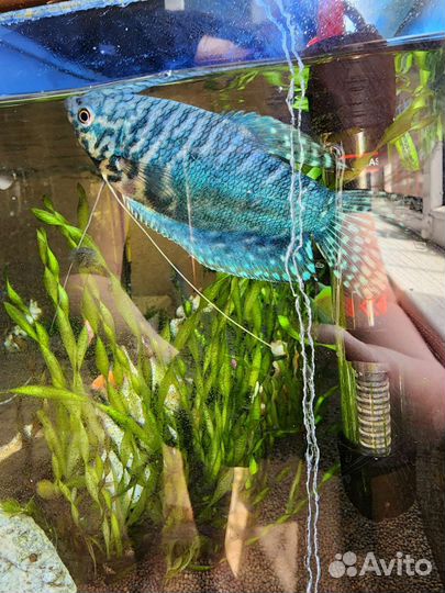 Аквариум с тумбой