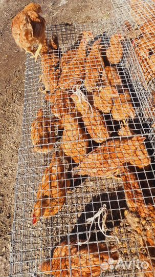 Куры несушки