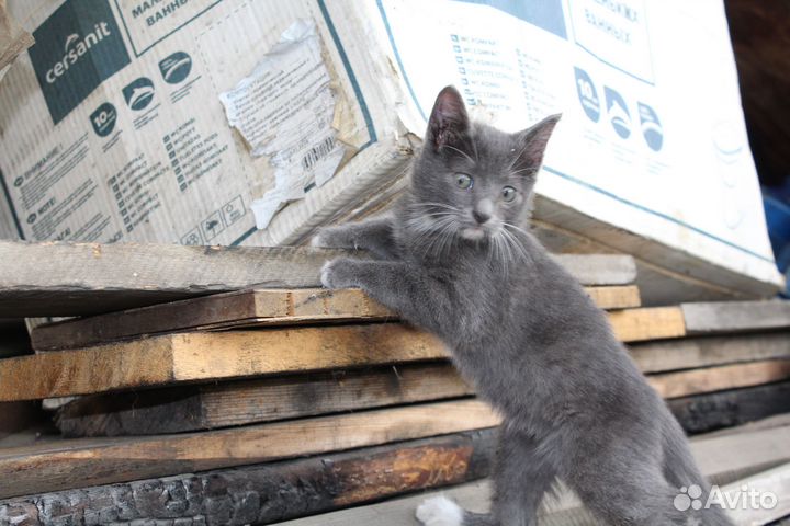 Котенок - кошка
