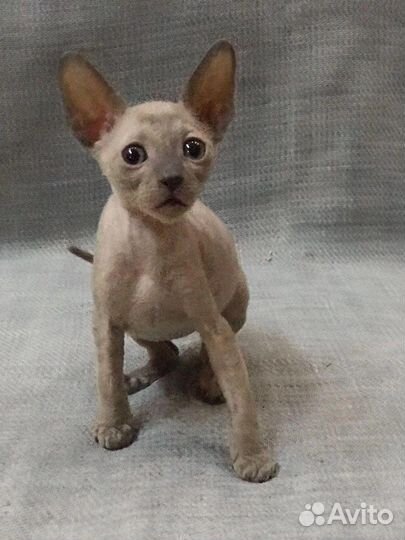 Корниш-рекс котята с Документами. Кошечки котики