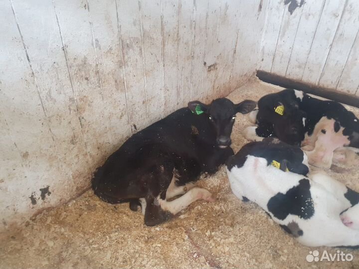 Телята бычки на откорм бесплатная доставка