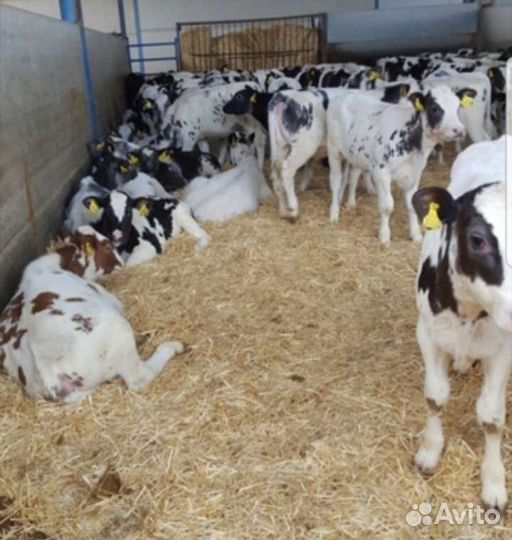 Бычки телята отборные