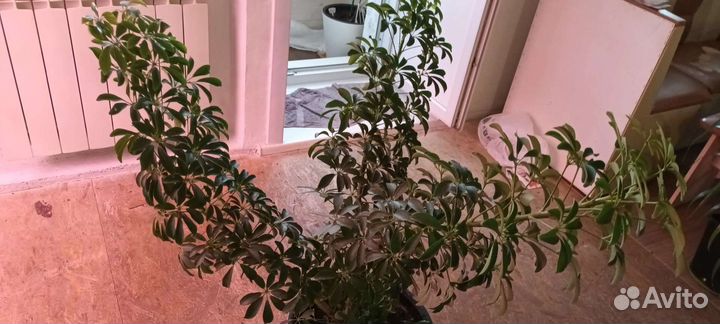 Цветок шефлера