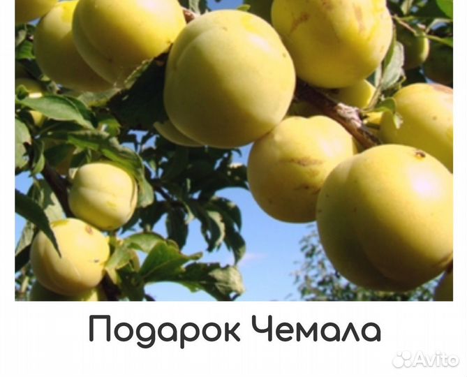 Саженцы сливы