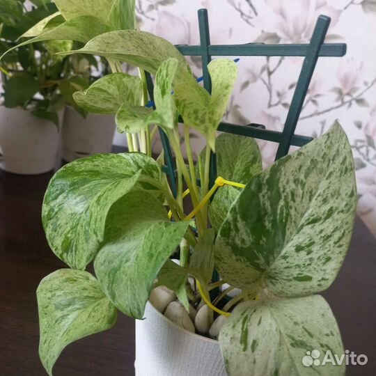 Сциндапсусы и эпипремнумы