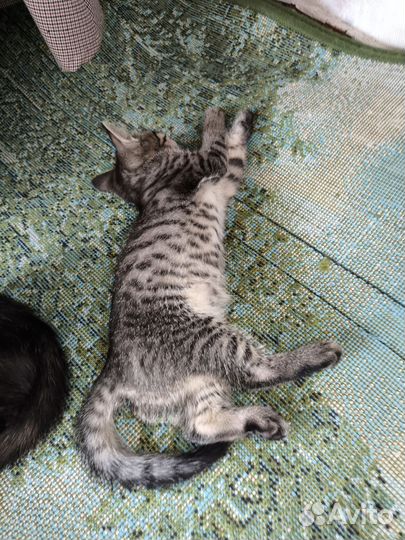 Котята девочки