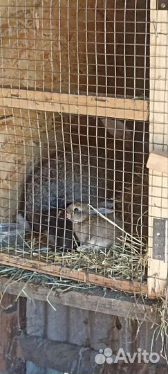 Кролики Фландр