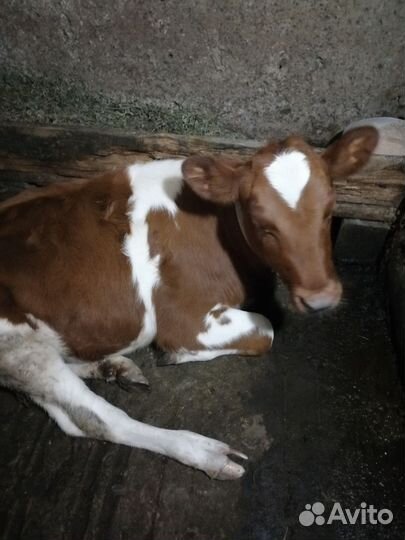 Телята тёлочки