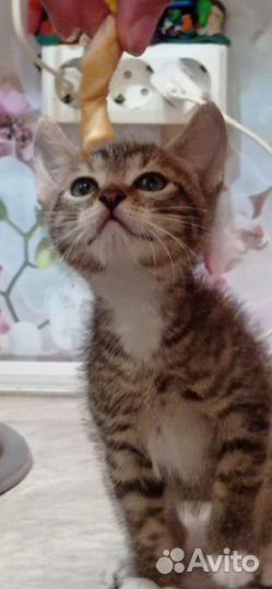 Котенок-тигрёнок