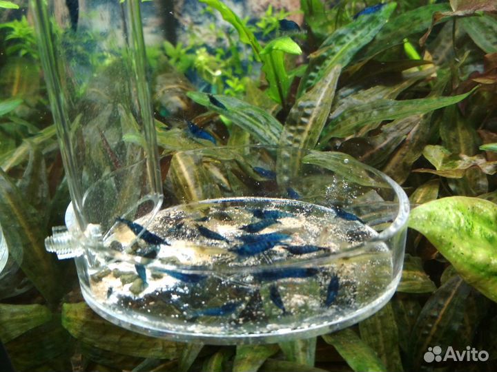 Креветки Blue Dream