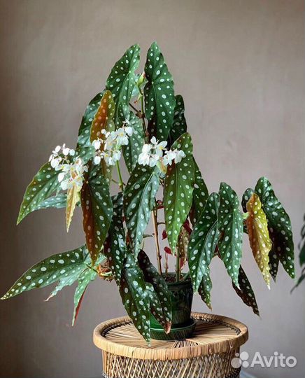 Пятнистая бегония