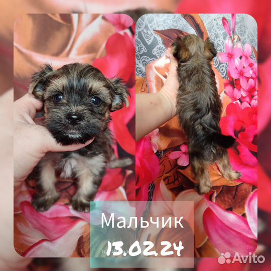Цветные йорки