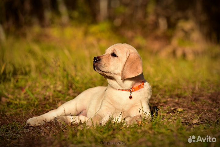 Щенки лабрадора ретривера