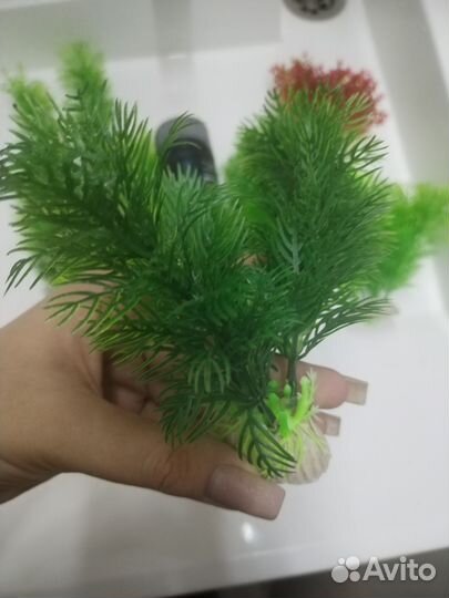 Растения для аквариума