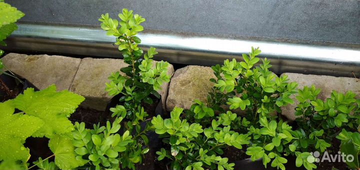 Самшит/буксус