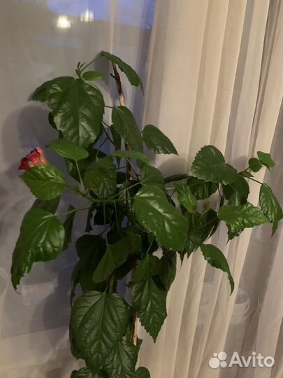 Гибискус китайская роза