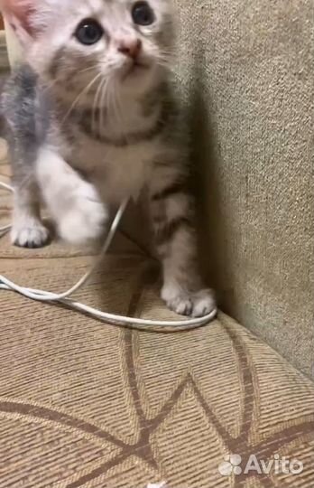 Милые котятки в самые ответственные руки