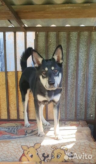 Молодой пёс