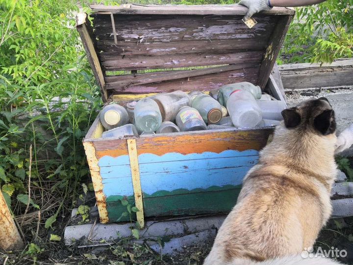 Банки стеклянные бесплатно