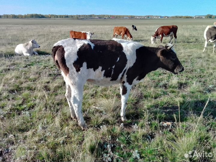 Продам тёлок