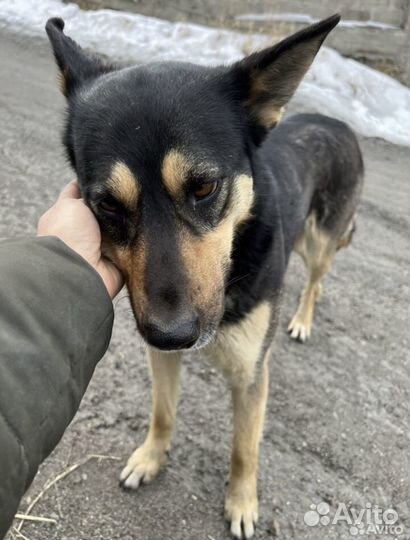 Собака в добрые руки