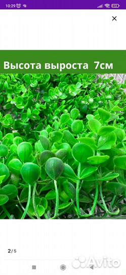 Искусственная зелень, самшитовый коврик