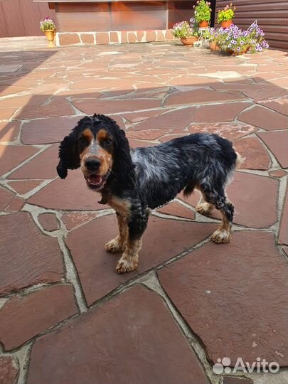 Кокер спаниель