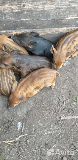 Мангалица + кармал