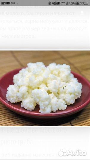 Молочный Тибетский гриб