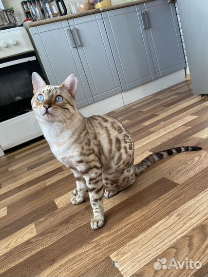 Бенгальский снежный кот на вязку