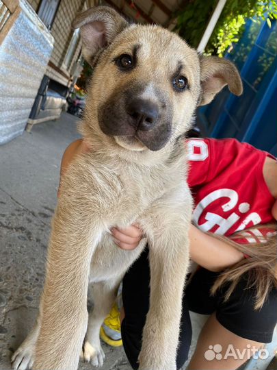 Девочки в семью