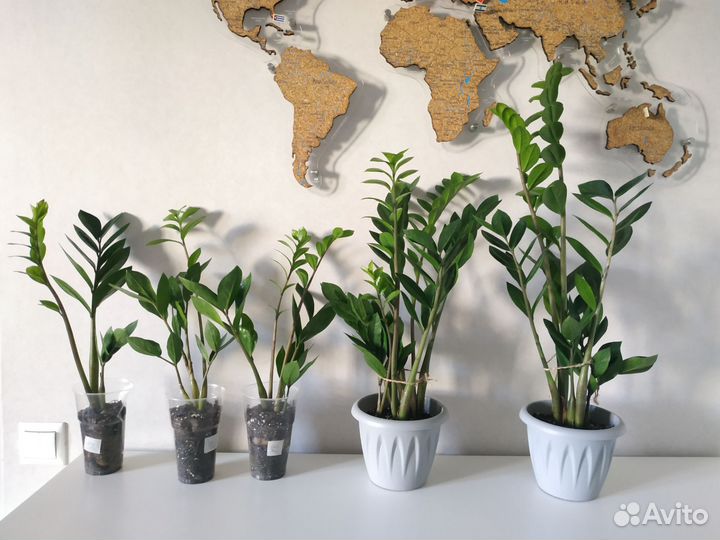 Замиокулькас