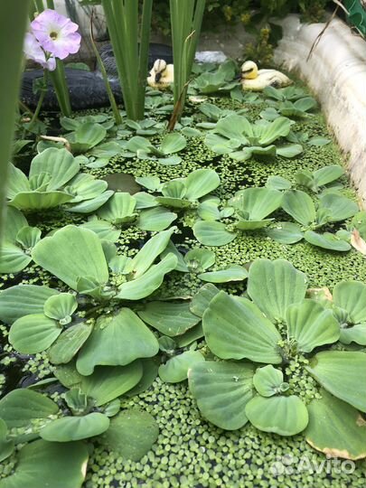 Пистия. Водяная роза