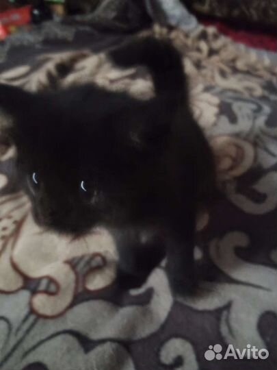 Отдам котят в добрые руки два кота и и одна кошка